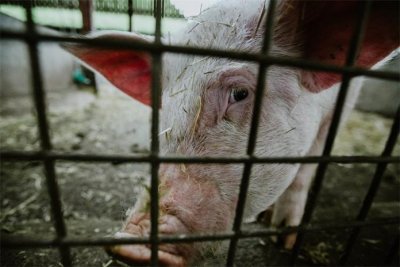 Općina Maruševec podsjeća uzgajivače svinja na novu vladinu naredbu zbog kuge