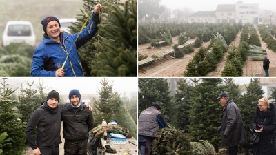 FOTO Božićna drvca najtraženija roba: najbolje idu nordijske jelke i to visoke tri, četiri metra!