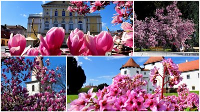 FOTO Proljeće veličanstvenim prizorima najavilo svoj dolazak u Varaždin