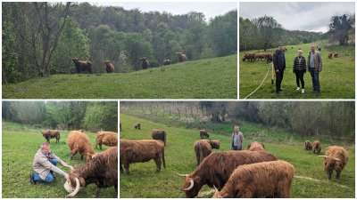 FOTO Škotsko visinsko govedo šeće pašnjacima u Črešnjevu, od milja ih zovu &quot;žive kosilice&quot;