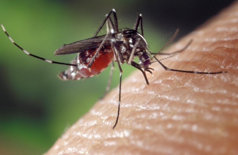 Od utorka dezinsekcija komaraca na području Grada Varaždina