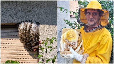 FOTO Pčelarska služba humano zbrinula još jedan roj pčela