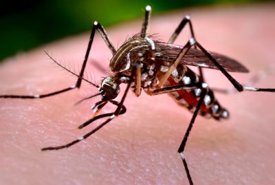 Objavljen raspored dezinsekcije komaraca na području grada Varaždina