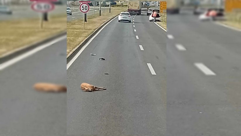 Auto naletio na srnu kod kružnog toka prema Luminiju!