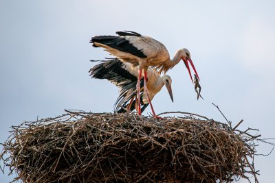 Rode iz Sračinca na foto natječaju National Geographica