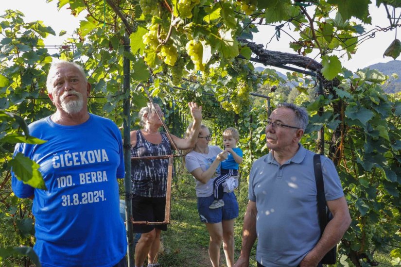 Čičekova 100. berba: Gazda okupio obitelj i prijatelje i na poseban način obilježio ovaj događaj