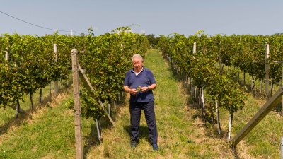 Tsunami je prošao, a ovako vidim budućnost vinarije Šafran