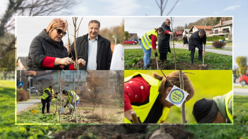 FOTO: Novi drvored krasit će Ulicu Alojzija Stepinca u Lepoglavi