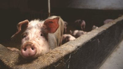 U Općini Jalžabet od jučer luta pikasta svinja, prebrojite svoje životinje