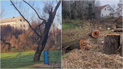 Novi sjaj omiljenom okupljalištu Ludbrežana: ruše se stara stabla i sade nova na Otoku mladosti