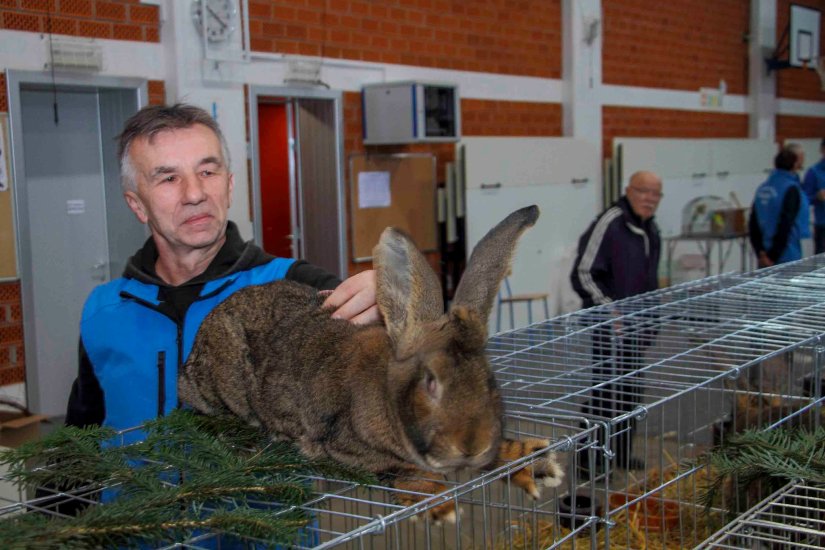 Ovog vikenda u Ivancu izložba malih životinja