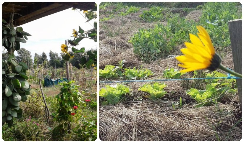 BIŠKUPEČKI VRTOVI Iz udruge pozivaju građane zainteresirane za obrađivanje ekoloških vrtova na Sajmištu