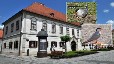 Srijeda u muzeju: Ne propustite predavanje &quot;Od Drave i Save do Madagaskara: Poletimo s čigrama&quot;