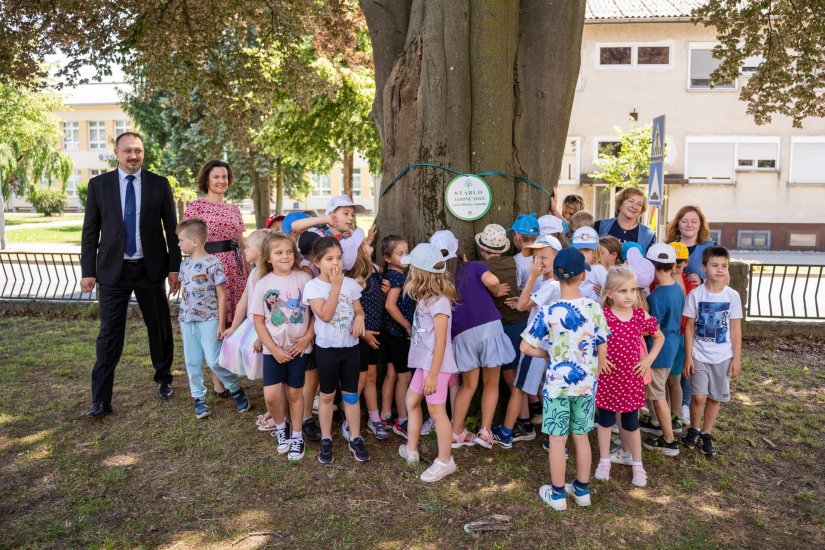 FOTO Crvenolisna bukva iz Novog Marofa je prvo Stablo godine Varaždinske županije