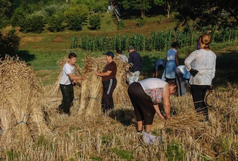 OČUVANA BAŠTINA Tradicionalna žetva hrži na OPG-u Habunek u Radovanu