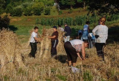 OČUVANA BAŠTINA Tradicionalna žetva hrži na OPG-u Habunek u Radovanu