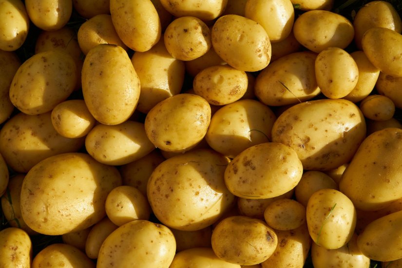 Lopovi u poljima: U Varaždinu iskopali i ukrali nekoliko stotina kilograma krumpira