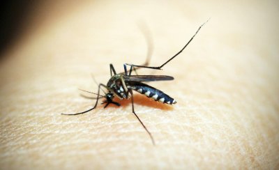 Od 4. do 8. kolovoza na području Grada Varaždina provodit će se mjere adulticidne dezinsekcije komaraca