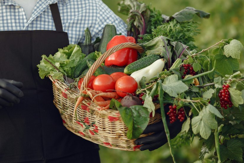 S poljoprivredne parcele ukradeno 100-tinjak kilograma paprike i rajčice