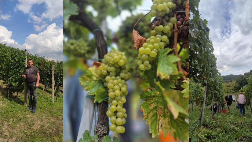 Vinogradari i vinari diljem županije okupili su ekipe i krenuli u berbe