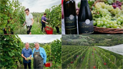 U vinogradu obitelji Najman održana tradicionalna županijska berba grožđa