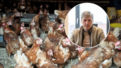 Jakopović: Nužne drastične mjere - svinjska kuga prijeti polovici proizvodnje, salmonela usmrtila četvrtinu nesilica