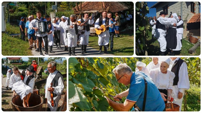 U BERBI NA ŠATORNJAK BRIJEGU Skrajski pajdaši i KUD Salinovec prikazali tradicionalnu berbu grožđa
