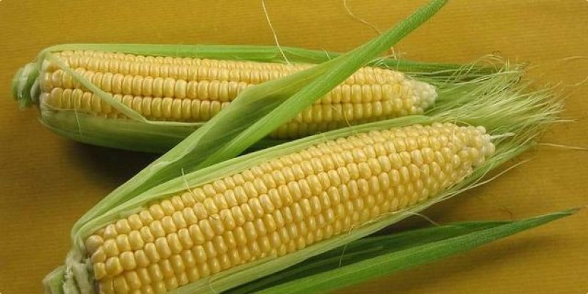 Krala kukuruz uz nasip rijeke Drave u Varaždinu i prouzročila štetu od nekoliko tisuća eura