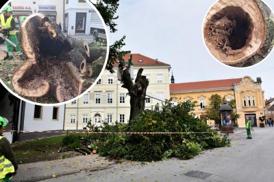 FOTO Na varaždinskom Trgu slobode uklanjanje lipa koje su prijetile zbog truleži