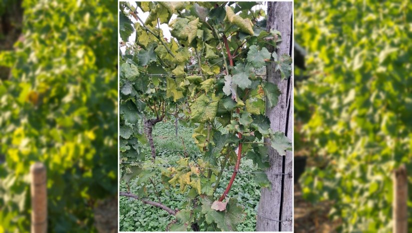 Upozorenje vinogradarima - utvrđeno značajnije širenje zlatne žutice
