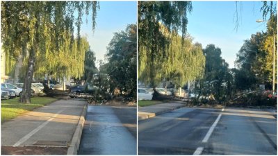 FOTO Srušilo se stablo u Zagrebačkoj ulici u Varaždinu, brzo su intervenirali Parkovi i vatrogasci