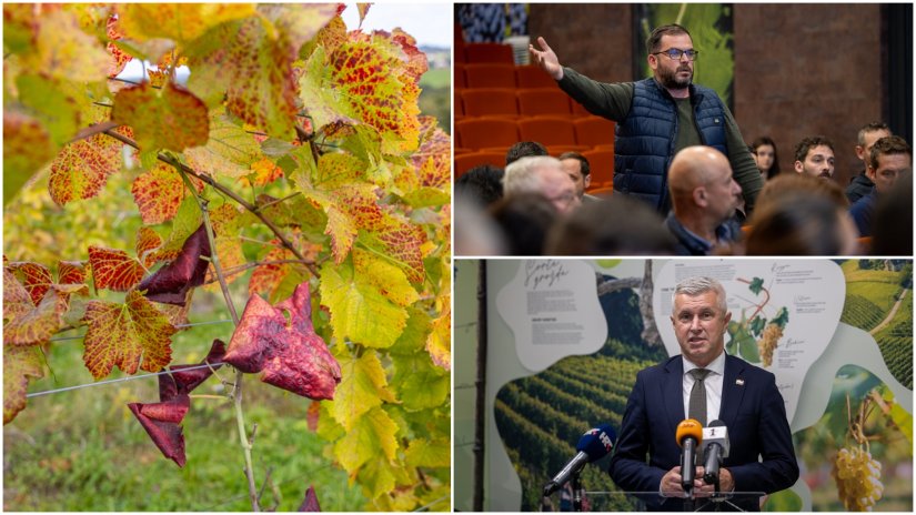 Zlatna žutica ugrožava vinogradarstvo Središnje bregovite Hrvatske