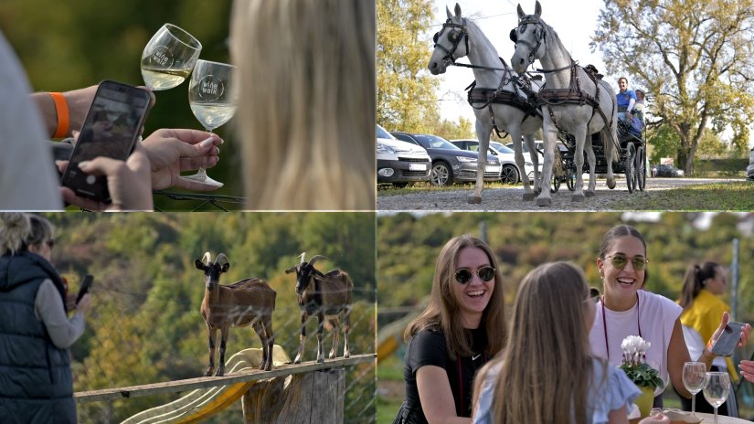VIDEO, FOTO Subota ponudila idealne uvjete za treće izdanje Wine &amp; Walka u Cestici