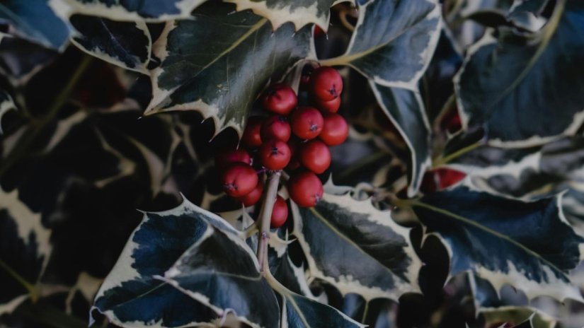 VRTNI CENTAR IVA Ukrasite dvorište grmom &quot;s bakine razglednice&quot;