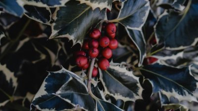 VRTNI CENTAR IVA Ukrasite dvorište grmom &quot;s bakine razglednice&quot;