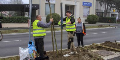 Završena sadnja drvoreda javora u Nazorovoj i Gajevoj ulici, počela sadnja drvoreda ivanečkih lipa u Poslovnoj zoni Ivanec