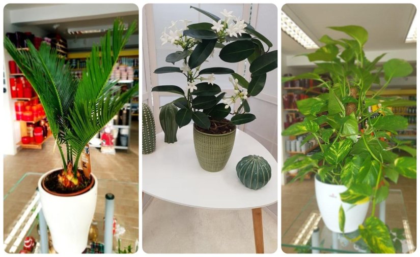 VRTNI CENTAR IVA Superbiljke koje uzvraćaju ljubav i pozitivno djeluju na raspoloženje