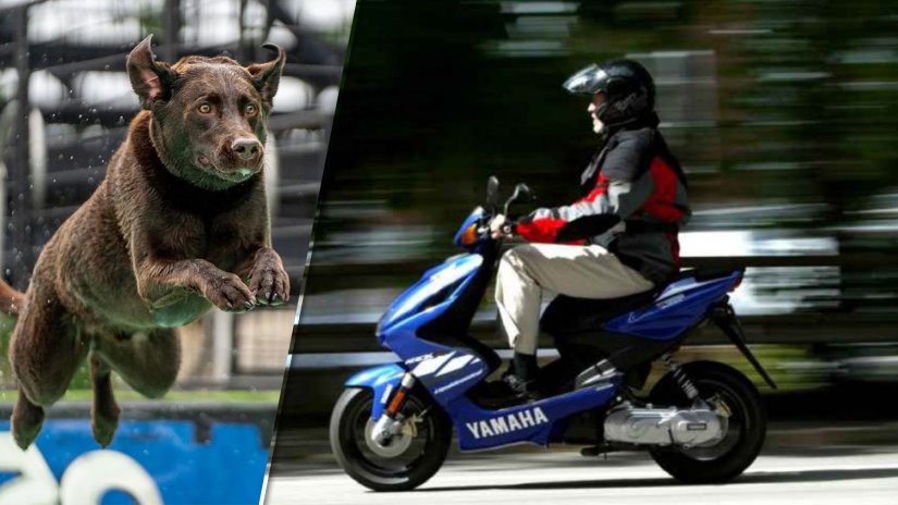 Pas preskočio ogradu i naletio na mopedista koji se ozlijedio...