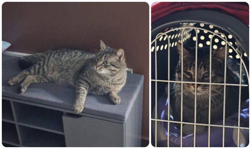 Izgubio se sivo-smeđi mačak Dragec, vlasnici mole za pomoć