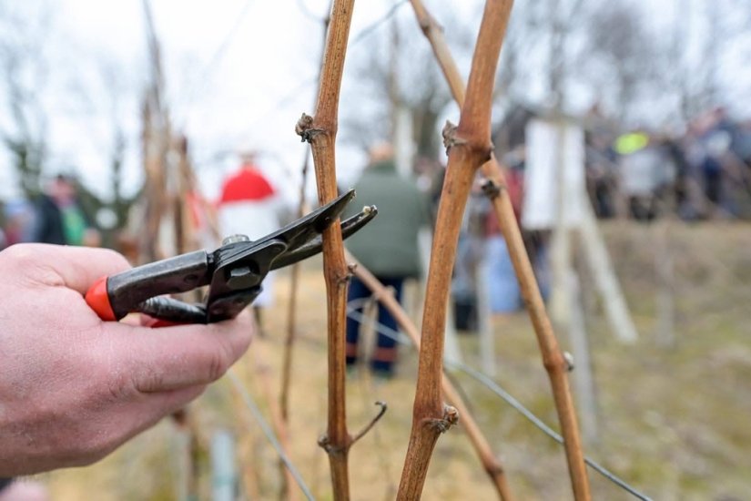 Udruga Pinta ponovno organizira Vincekovo uz blagoslov vinograda i druženje