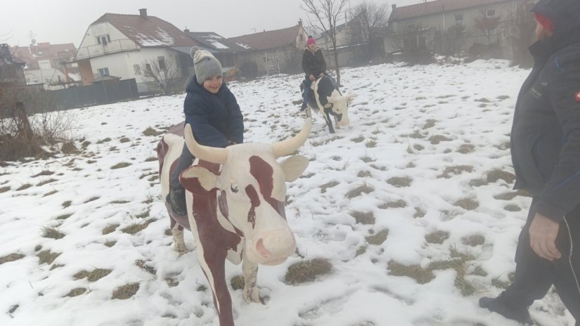 Zimske radosti na Banfici s - kravicama!?