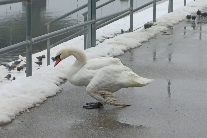 Labud slomljenog krila kod Drave spa&scaron;en i odvezen u zolo&scaron;ki vrt u Zagrebu