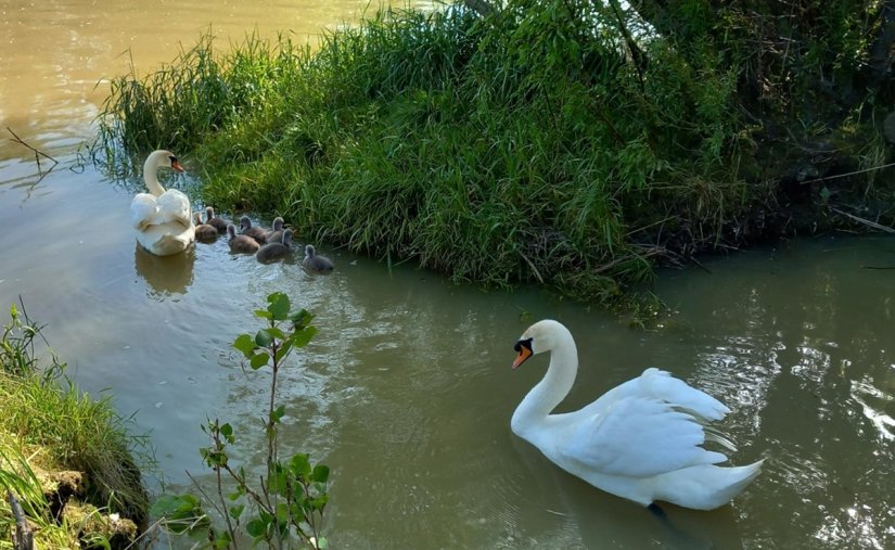 Potvrđena ptičja gripa u susjednoj županiji, evo biosigurnosnih mjera