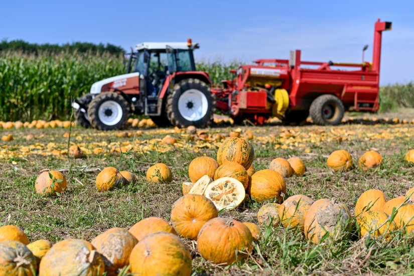 Kako bakterije mogu pomoći varaždinskom zelju, hrenu i  buči u borbi protiv su&scaron;e