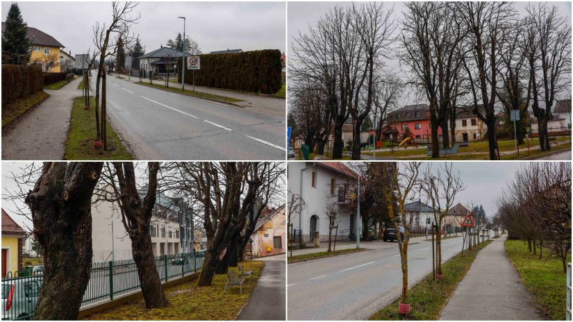 Zelena urbana obnova Ivanca: Nastavlja se uklanjanje bolesnog drveća