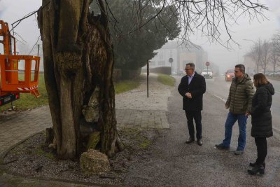 IVANEČKA LIPA Nastavlja se projekt kloniranja stare lipe; s matičnog stabla orezane plemke za uzgoj mladica