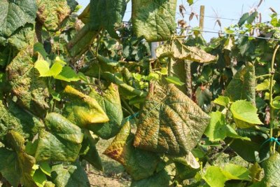 VARAŽDINSKE TOPLICE Grad prikuplja prijave za sufinancirano krčenje zapu&scaron;tenih vinograda