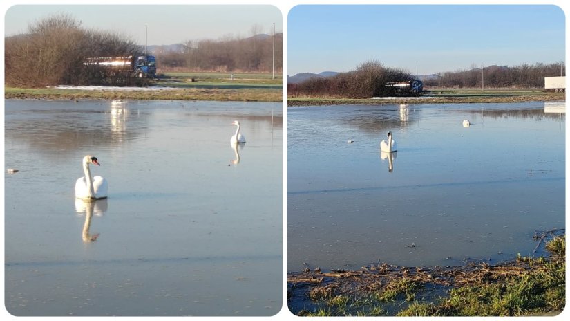 FOTO Labudovi pored Luminija prona&scaron;li svoju novu vodenu oazu