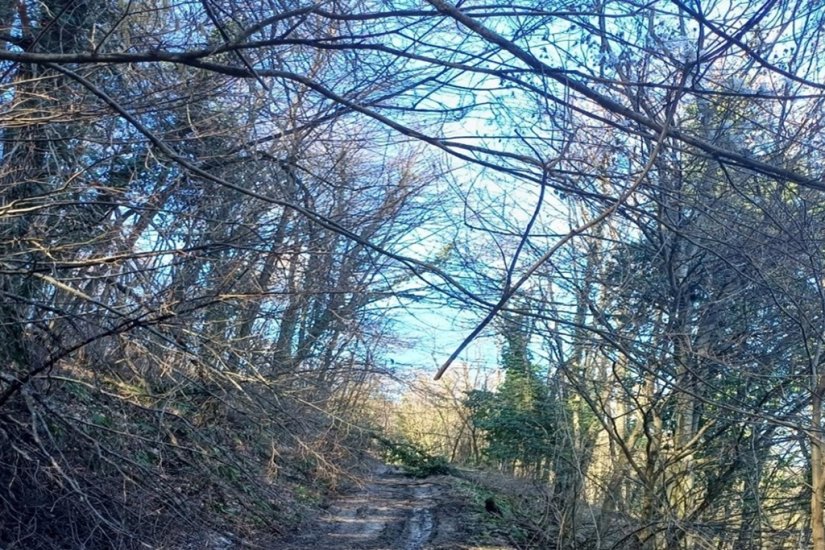 Vlasnici, uklonite stabala i raslinja uz prometnice