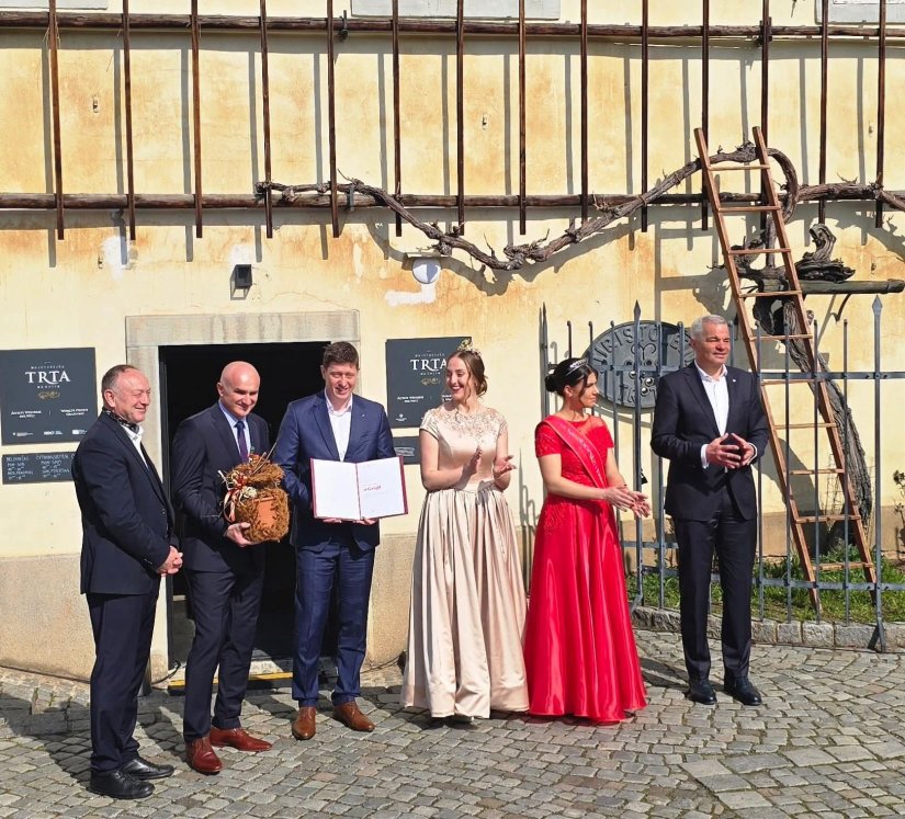 U Vinicu iz Maribora stiže najstarija loza na svijetu